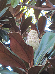 Teddy Bear Magnolia (Magnolia grandiflora 'Southern Charm') at Garden Treasures