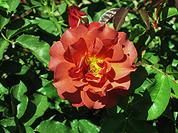 Cinco de Mayo Rose (Rosa 'Cinco de Mayo') at Garden Treasures