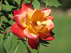 Joseph's Coat Rose (Rosa 'Joseph's Coat') at Garden Treasures