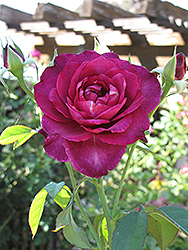 Intrigue Rose (Rosa 'Intrigue') at Garden Treasures