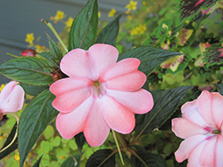 SunPatiens Compact Blush Pink New Guinea Impatiens (Impatiens 'SakimP013') at Garden Treasures