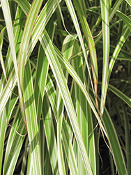 Morning Light Maiden Grass (Miscanthus sinensis 'Morning Light') at Garden Treasures
