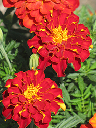 Safari Red Marigold (Tagetes patula 'Safari Red') at Garden Treasures