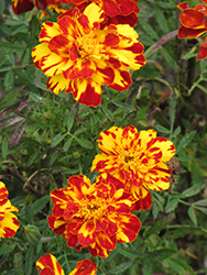 Safari Bolero Marigold (Tagetes patula 'Safari Bolero') at Garden Treasures