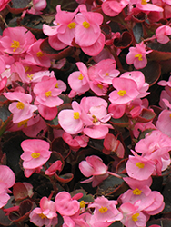 Bada Boom Pink Begonia (Begonia 'Bada Boom Pink') at Garden Treasures