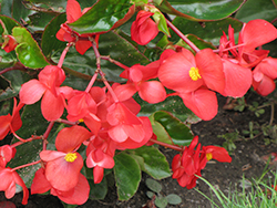 Dragon Wing Red Begonia (Begonia 'Dragon Wing Red') at Garden Treasures