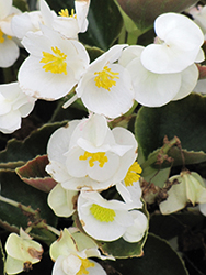 Bada Boom White Begonia (Begonia 'Bada Boom White') at Garden Treasures