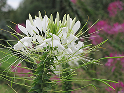 White Queen Spiderflower (Cleome hassleriana 'White Queen') at Garden Treasures