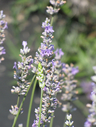 Provence Lavender (Lavandula x intermedia 'Provence') at Garden Treasures