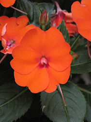 SunPatiens Compact Electric Orange New Guinea Impatiens (Impatiens 'SakimP025') at Garden Treasures