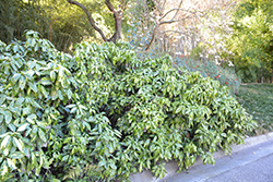 Picturata Aucuba (Aucuba japonica 'Picturata') at Garden Treasures
