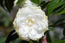 White By The Gate Camellia (Camellia japonica 'White By The Gate') at Garden Treasures