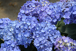 Let's Dance Blue Jangles Hydrangea (Hydrangea macrophylla 'SMHMTAU') at Garden Treasures