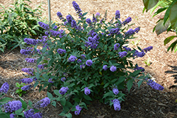Lo & Behold Blue Chip Butterfly Bush (Buddleia 'Blue Chip') at Garden Treasures