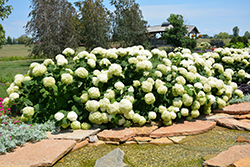 Incrediball Hydrangea (Hydrangea arborescens 'Abetwo') at Garden Treasures