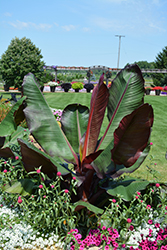 Red Banana (Ensete ventricosum 'Maurelii') at Garden Treasures