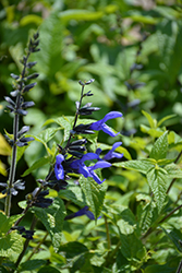 Black And Blue Anise Sage (Salvia guaranitica 'Black And Blue') at Garden Treasures