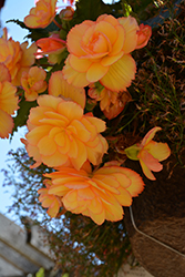 Illumination Golden Picotee Begonia (Begonia 'Illumination Golden Picotee') at Garden Treasures