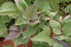 Tricolor Sweet Potato Vine (Ipomoea batatas 'Tricolor') at Garden Treasures