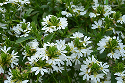 Bombay White Fan Flower (Scaevola aemula 'Bombay White') at Garden Treasures