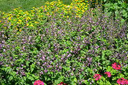 Summer Jewel Lavender Sage (Salvia 'Summer Jewel Lavender') at Garden Treasures