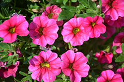 Aloha Hot Pink Calibrachoa (Calibrachoa 'Aloha Hot Pink') at Garden Treasures