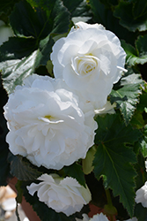 Nonstop White Begonia (Begonia 'Nonstop White') at Garden Treasures