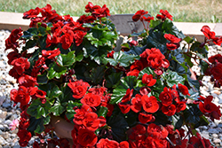 Solenia Velvet Red Begonia (Begonia x hiemalis 'Solenia Velvet Red') at Garden Treasures
