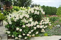 Pinky Winky Hydrangea (Hydrangea paniculata 'DVP PINKY') at Garden Treasures
