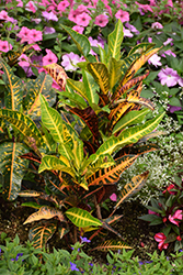 Variegated Croton (Codiaeum variegatum) at Garden Treasures