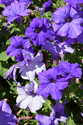 Surfinia Heavenly Blue Petunia (Petunia 'Surfinia Heavenly Blue') at Garden Treasures