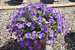 Surfinia Heavenly Blue Petunia (Petunia 'Surfinia Heavenly Blue') at Garden Treasures