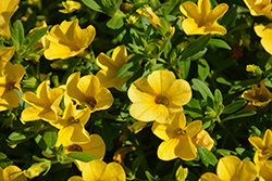 Cabaret Deep Yellow Calibrachoa (Calibrachoa 'Balcabdepy') at Garden Treasures