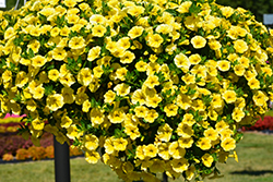Aloha Canary Yellow Calibrachoa (Calibrachoa 'Aloha Canary Yellow') at Garden Treasures