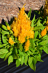 First Flame Yellow Celosia (Celosia 'First Flame Yellow') at Garden Treasures