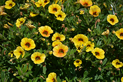 Superbells Saffron Calibrachoa (Calibrachoa 'Superbells Saffron') at Garden Treasures