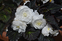 Nonstop Mocca White Begonia (Begonia 'Nonstop Mocca White') at Garden Treasures