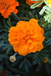 Safari Tangerine Marigold (Tagetes patula 'Safari Tangerine') at Garden Treasures