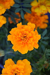 Safari Orange Marigold (Tagetes patula 'Safari Orange') at Garden Treasures