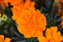 Durango Orange Marigold (Tagetes patula 'Durango Orange') at Garden Treasures