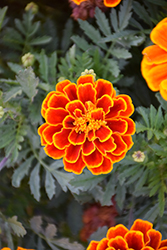 Durango Flame Marigold (Tagetes patula 'Durango Flame') at Garden Treasures