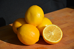 Meyer Lemon (Citrus x meyeri) at Garden Treasures