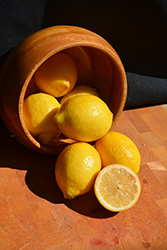 Meyer Lemon (Citrus x meyeri) at Garden Treasures