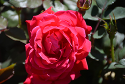 Knock Out Rose (Rosa 'Radrazz') at Garden Treasures