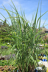 My Fair Maiden Maiden Grass (Miscanthus sinensis 'NCMS1') at Garden Treasures