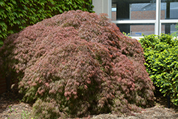 Red Select Japanese Maple (Acer palmatum 'Red Select') at Garden Treasures