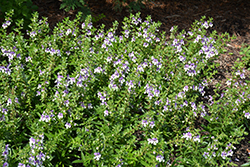 Angelface Wedgewood Blue Angelonia (Angelonia angustifolia 'Angelface Wedgewood Blue') at Garden Treasures