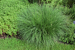 Little Bunny Dwarf Fountain Grass (Pennisetum alopecuroides 'Little Bunny') at Garden Treasures