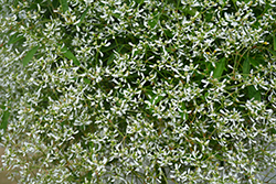 Diamond Frost Euphorbia (Euphorbia 'INNEUPHDIA') at Garden Treasures