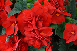 Nonstop Deep Red Begonia (Begonia 'Nonstop Deep Red') at Garden Treasures